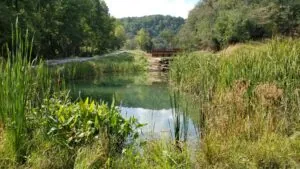 A wetland environment.